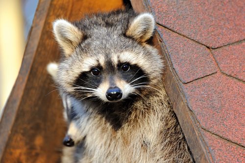 image of Raccoon Nesting under Eaves of Roof